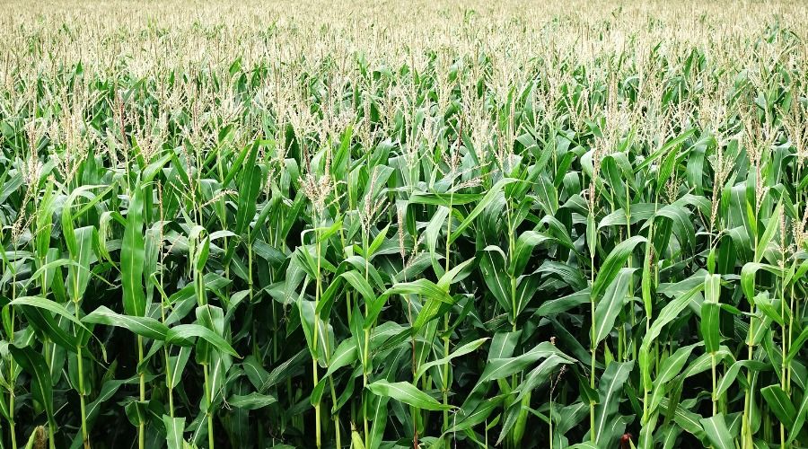 A field of corn
