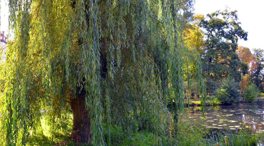 A photo of a green willow tree next to a body of water