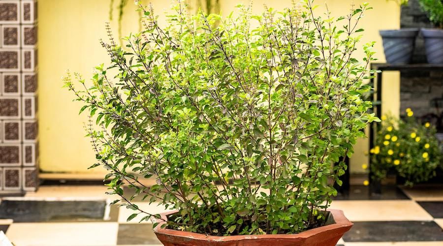 holy basil plant in a pot