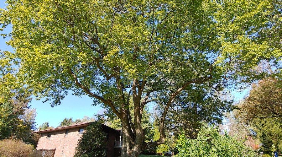 8 FastGrowing Shade Trees