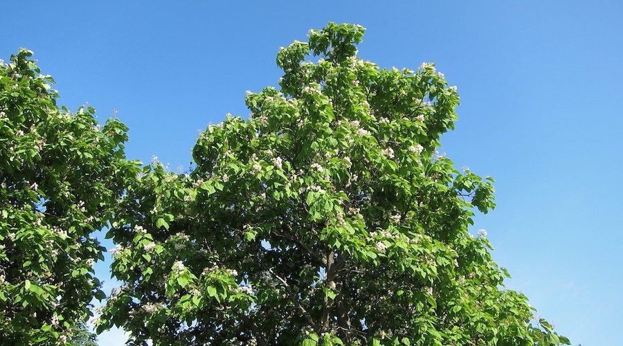 8 Fast-Growing Shade Trees