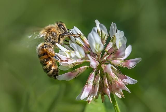 Honeybee Pollinating Pink and White Clover Flower
