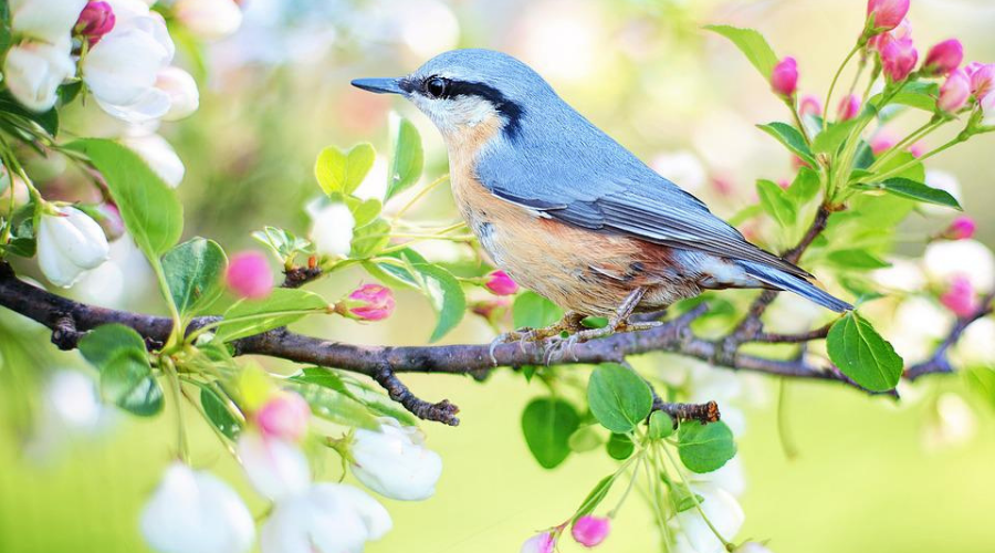 Bluebird on a branch with flowers and buds