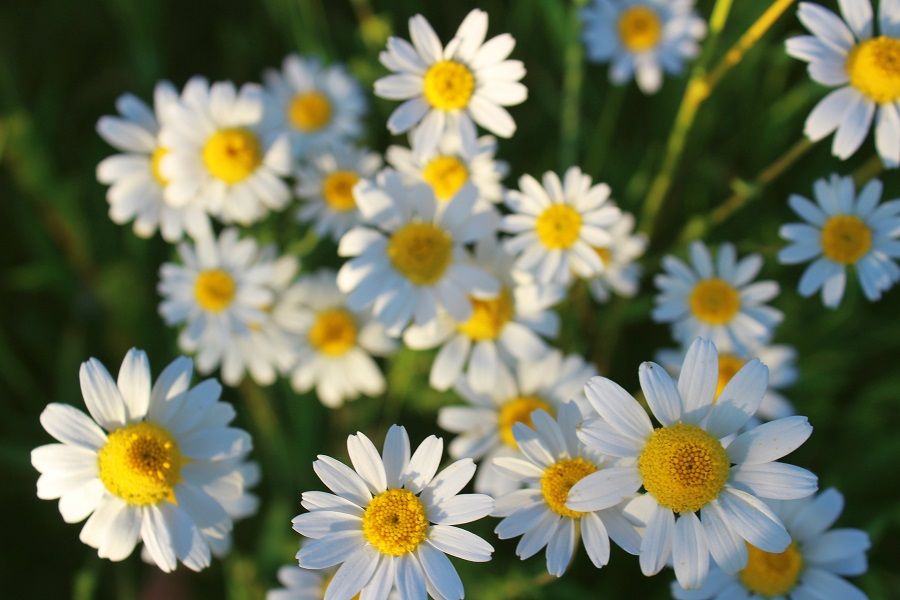 Chamomile in a bunch