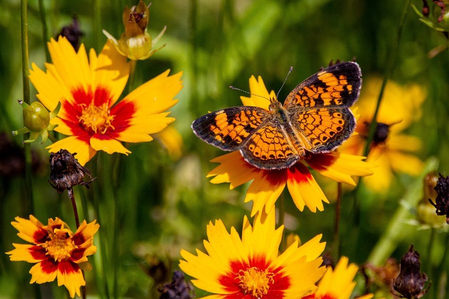 Coreopsis with a butterfly 
