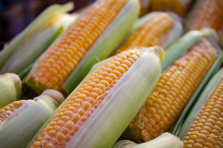 Corn for companion planting Cabbage