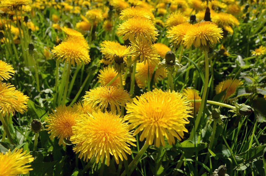 How To Get Rid of Dandelions in Your Lawn