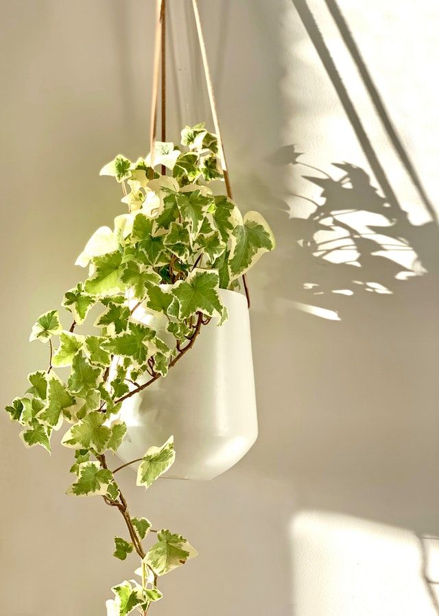 Variegated English Ivy in White Hanging Pot