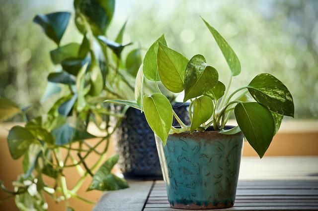 Green Potted Pothos Plant