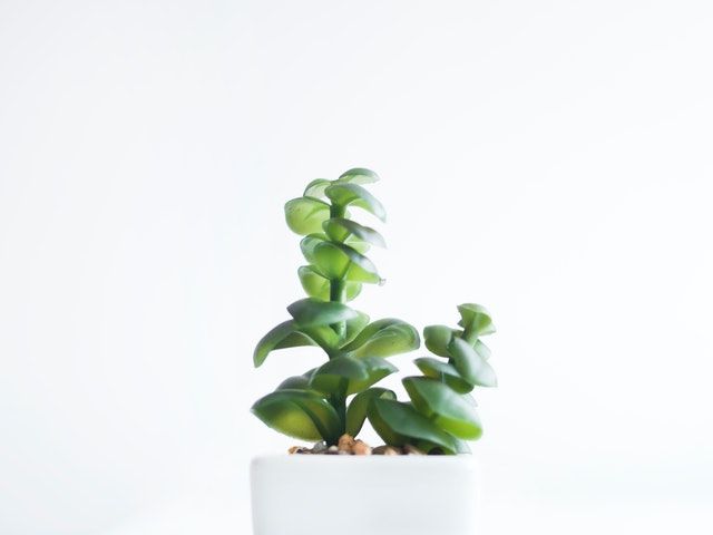 Green Succulents in White Pot