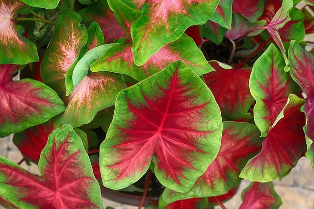 Green and Red Caladium Leaves