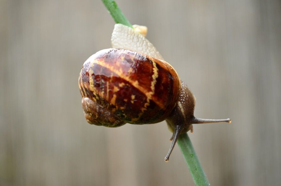 How to get rid of snail with bait