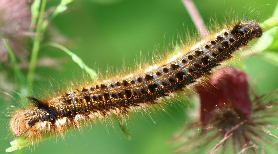 Moth Caterpillar on a plant stem