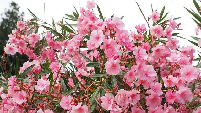 Pink Oleander Shrub