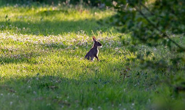 Rabbit in Clover Field