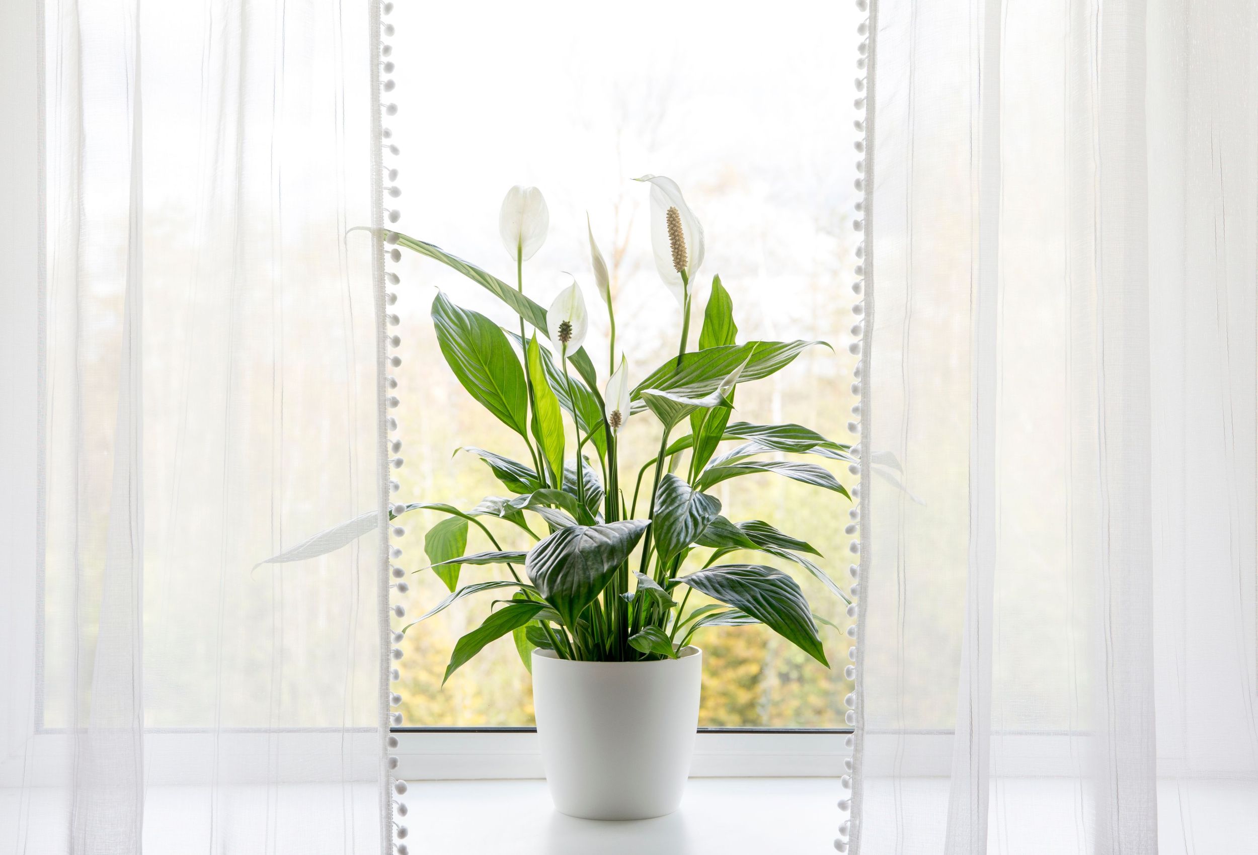 Air puryfing house plants in home concept.