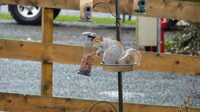 Squirrel on Birdfeeder by Driveway Fence
