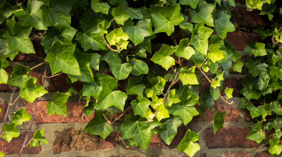 Ivy / Brick Wall