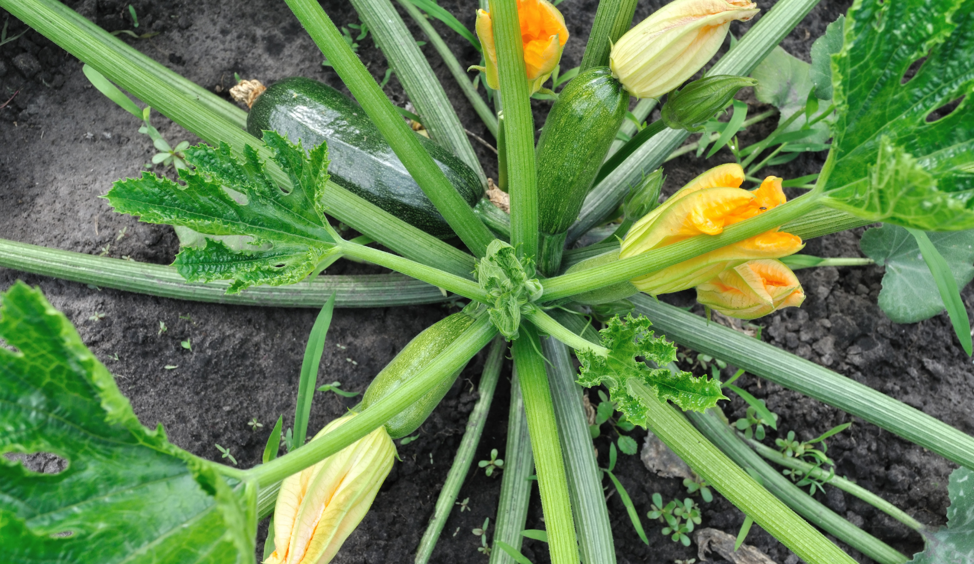 close-up of growing zucchini