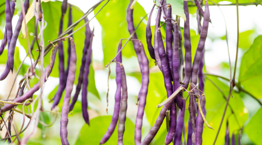 Purple bush beans