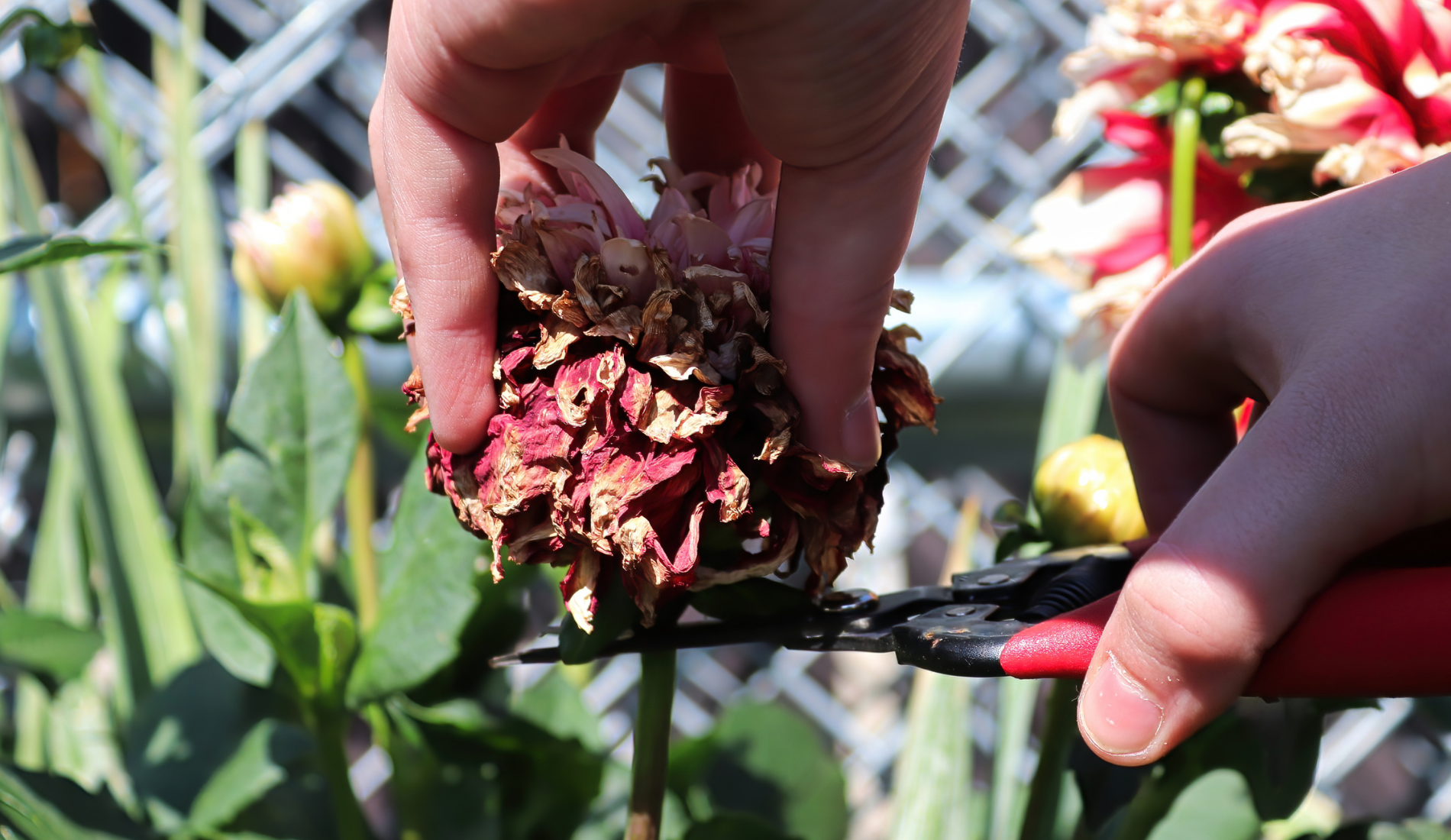 Deadheading and Clipping Back Spent Dahlia Flowers