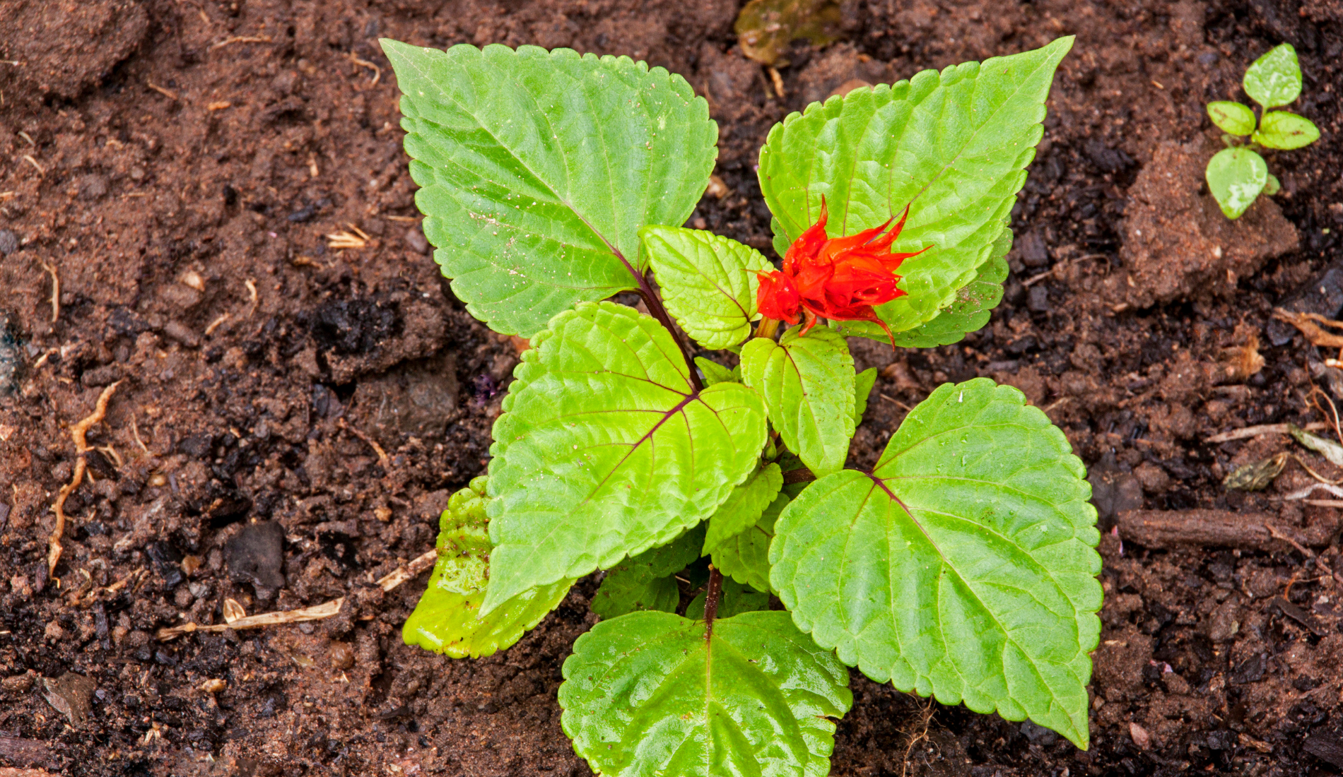 Salvia Seedling with Red Flower in Rich Loam Soil