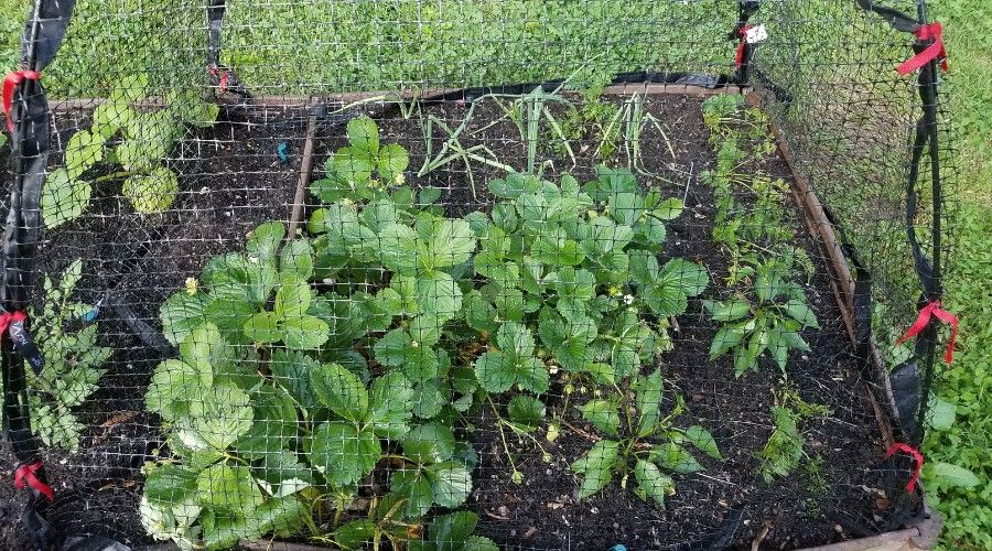animal or pest netting covering garden and plants