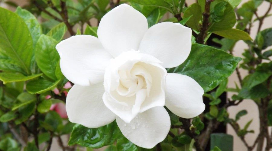 White Gardenia Flower with dewy green leaves