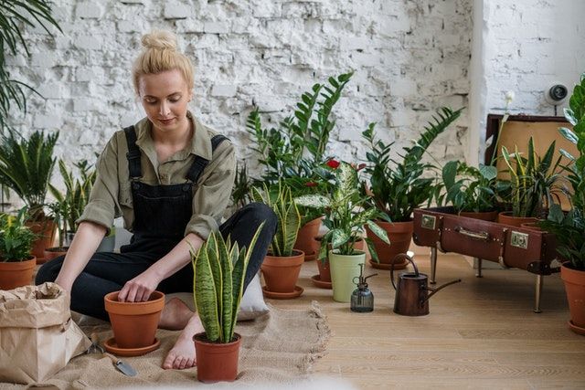 Woman in Overalls Potting Plants Indoors