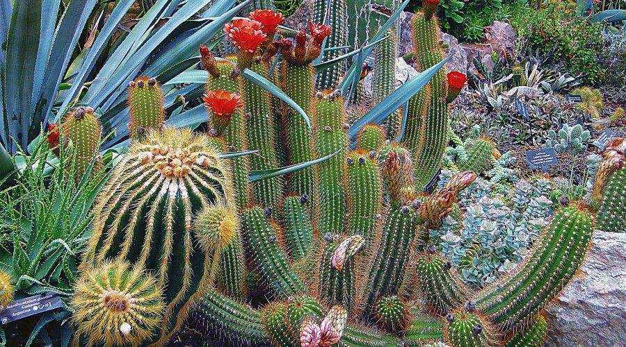 cacti in garden