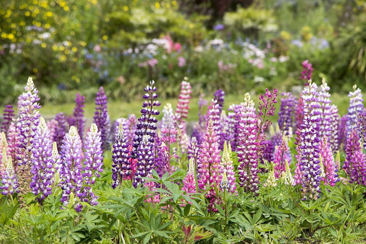 Pink and purples delphinium flowers in a garden