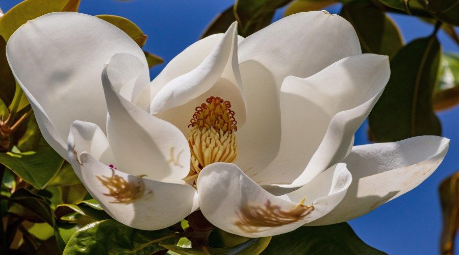 White Evergreen Magnolia Flower with green leaves