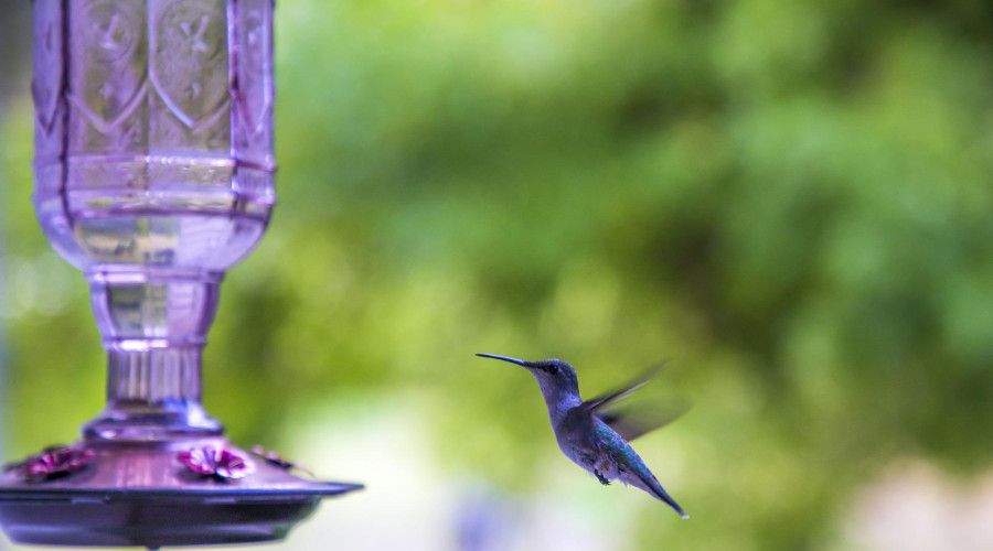 hummingbird approaching glass feeder