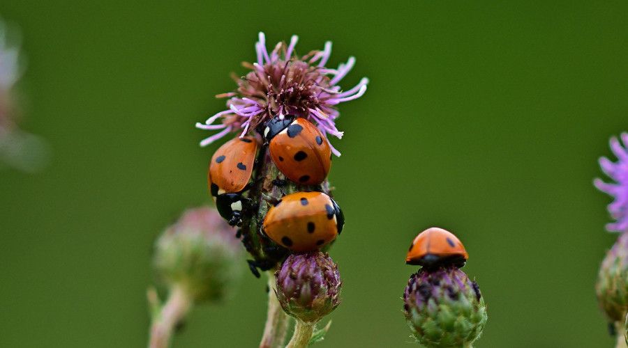ladybugs eating aphids