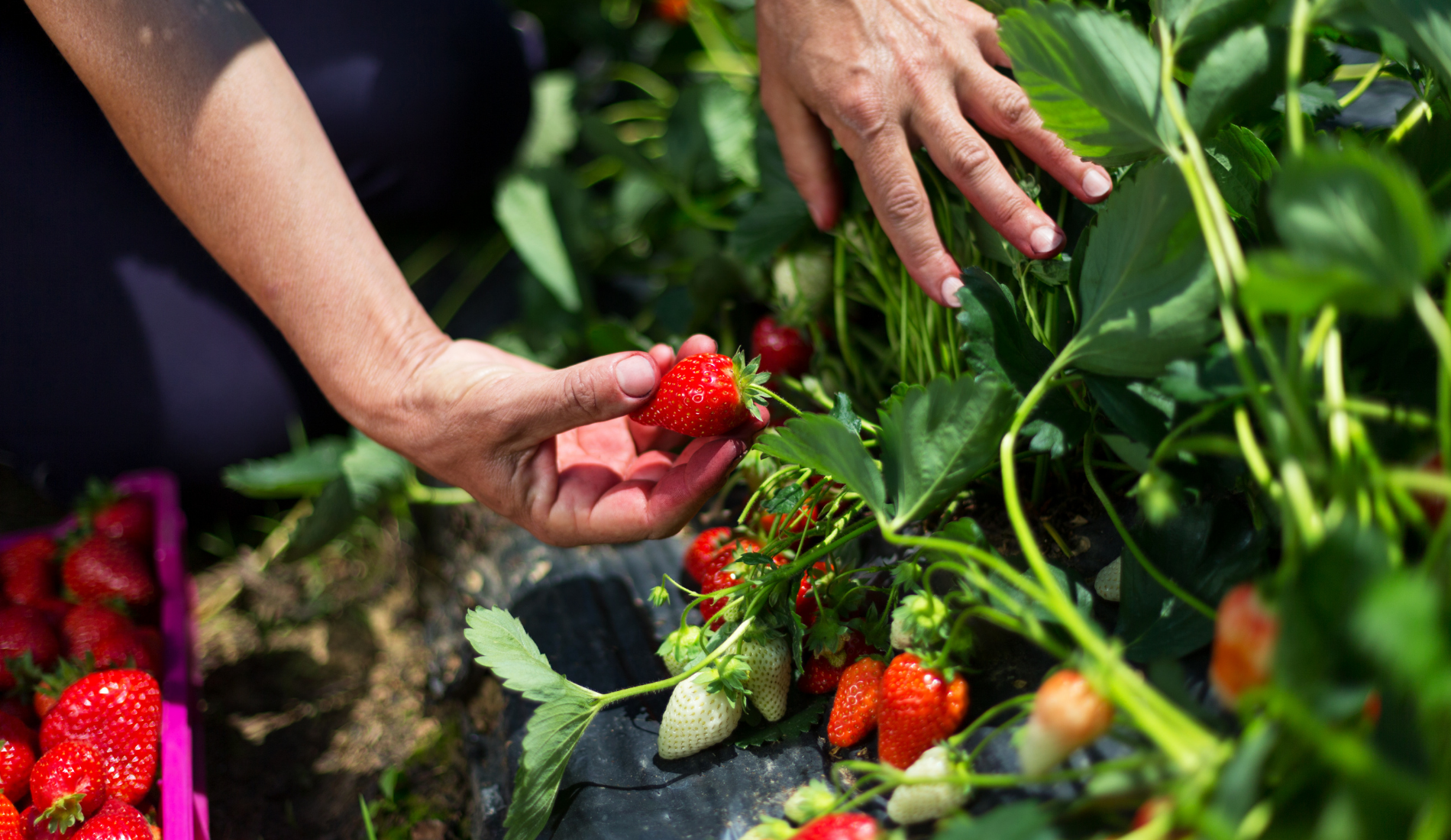 gardener picking strawberries