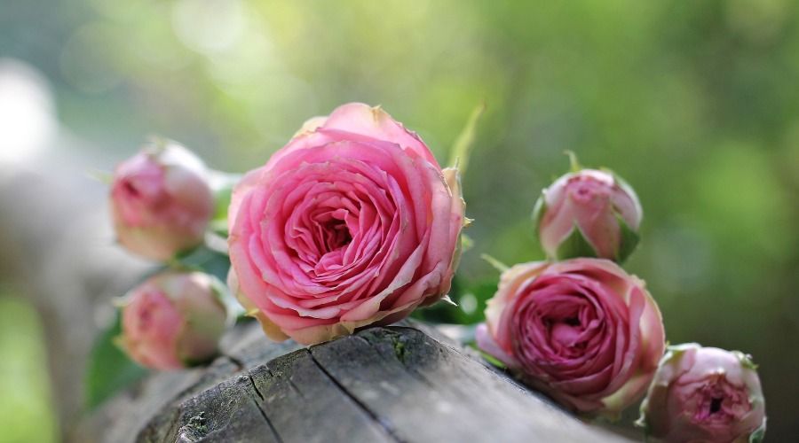 Pink roses on top of wooden planks