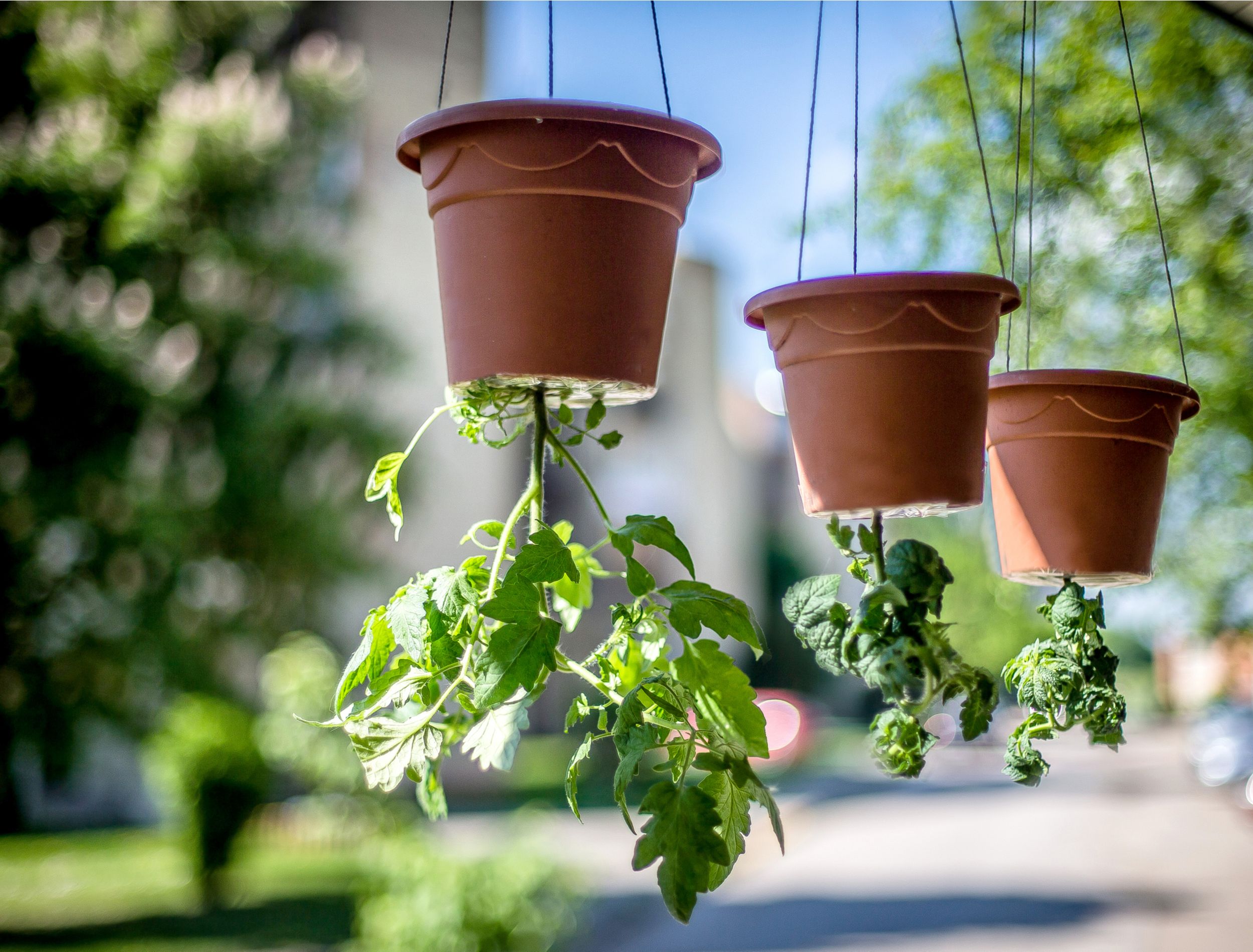 Tomatoes for upside down gardening