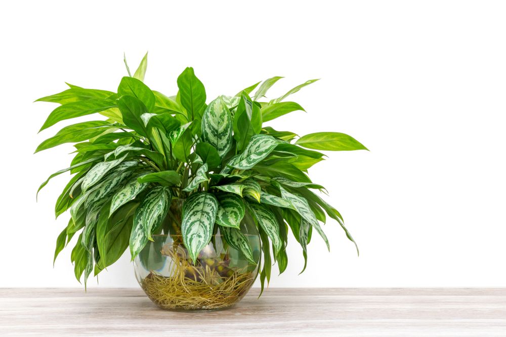 bunch of green houseplant cuttings, Aglaonema, rooting and growing in a large glass vase