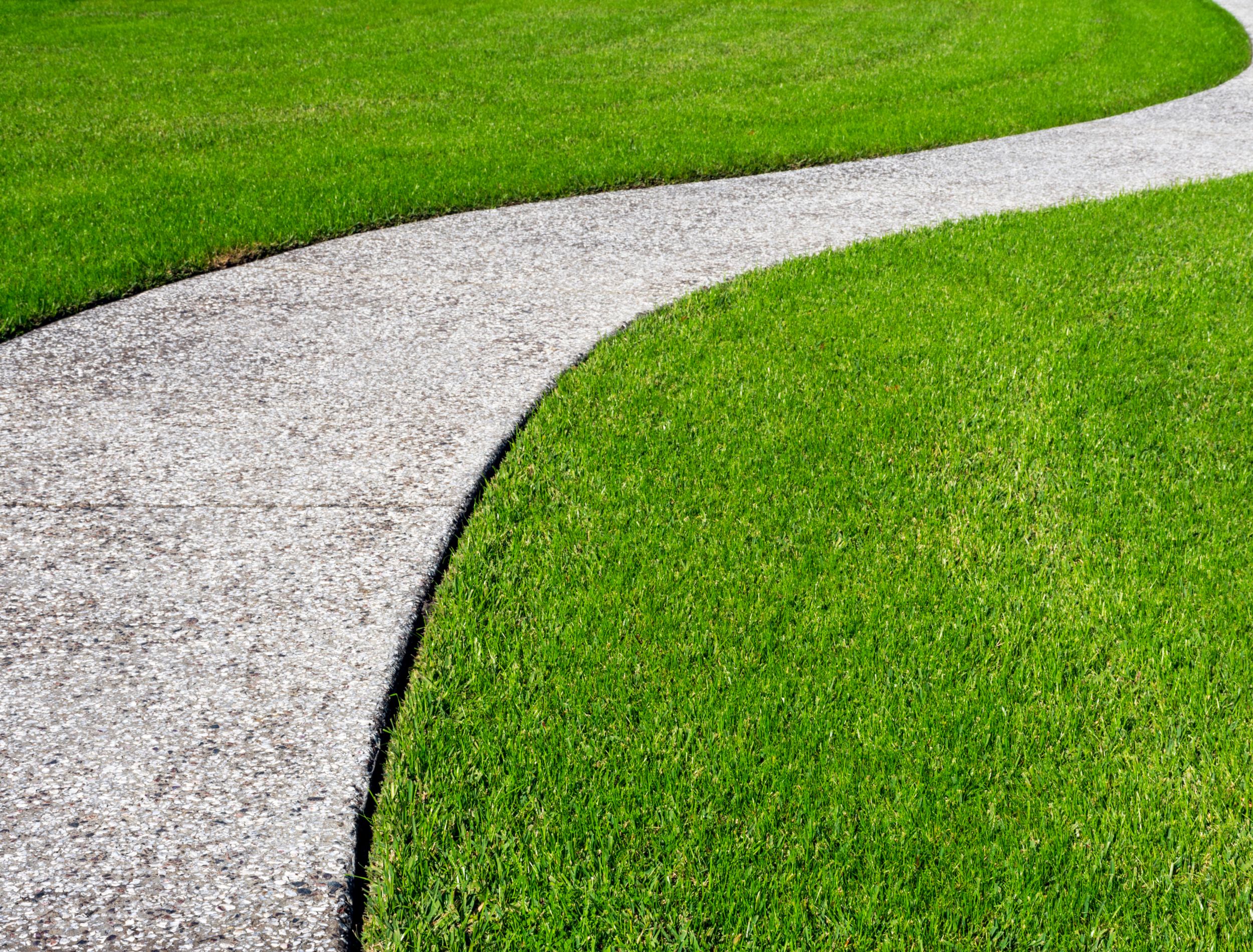 15 Traditional Lawn Alternatives to Grass