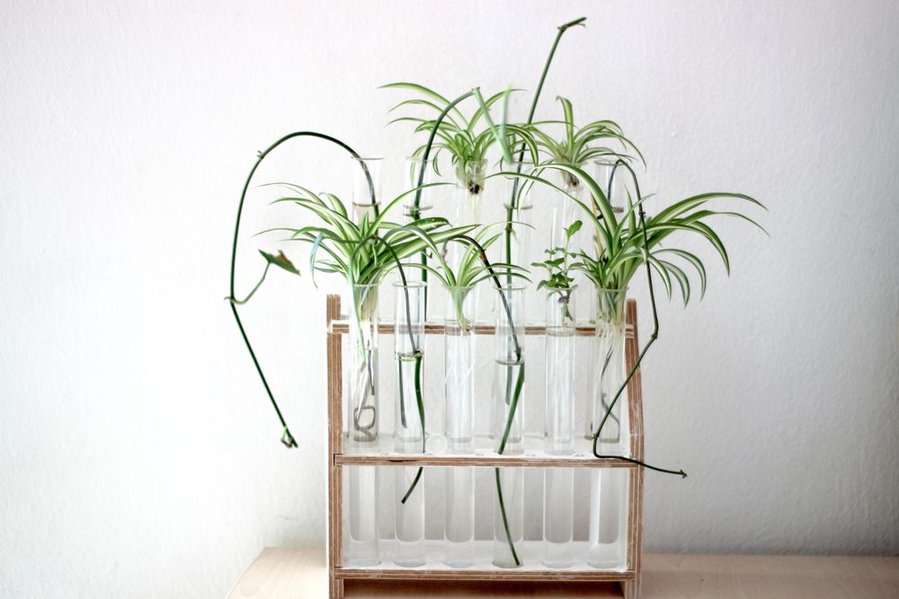 propagation station with monstera cuttings and spider plants