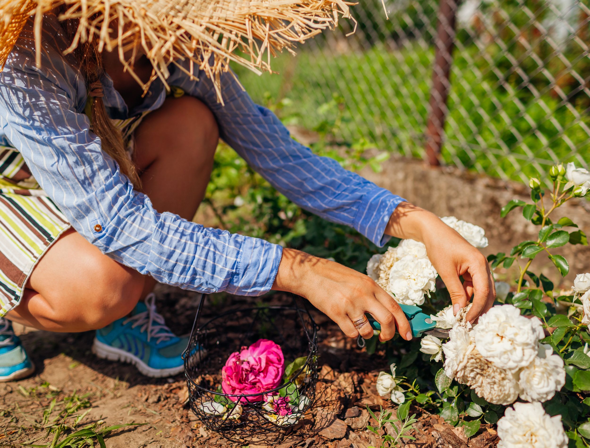 3 Things You Should Not Do When Deadheading Flowers