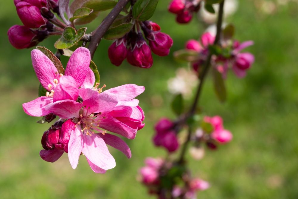 Crabapple trees are beautiful spring bloomers.