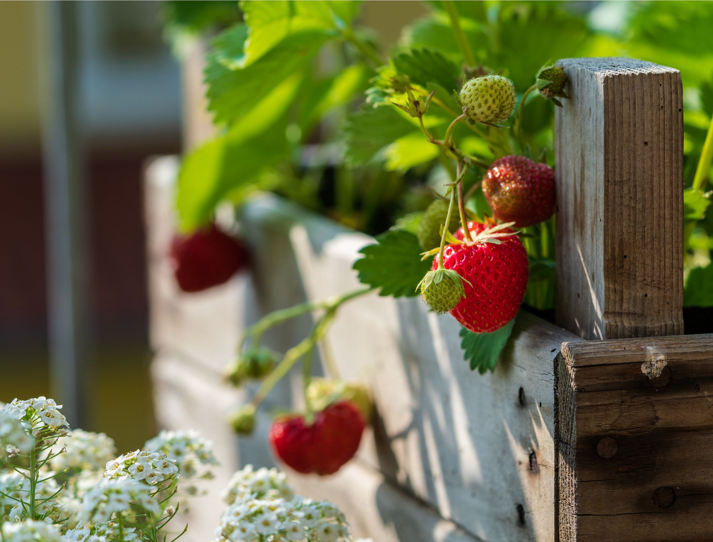ripe strawberries in a raised bed