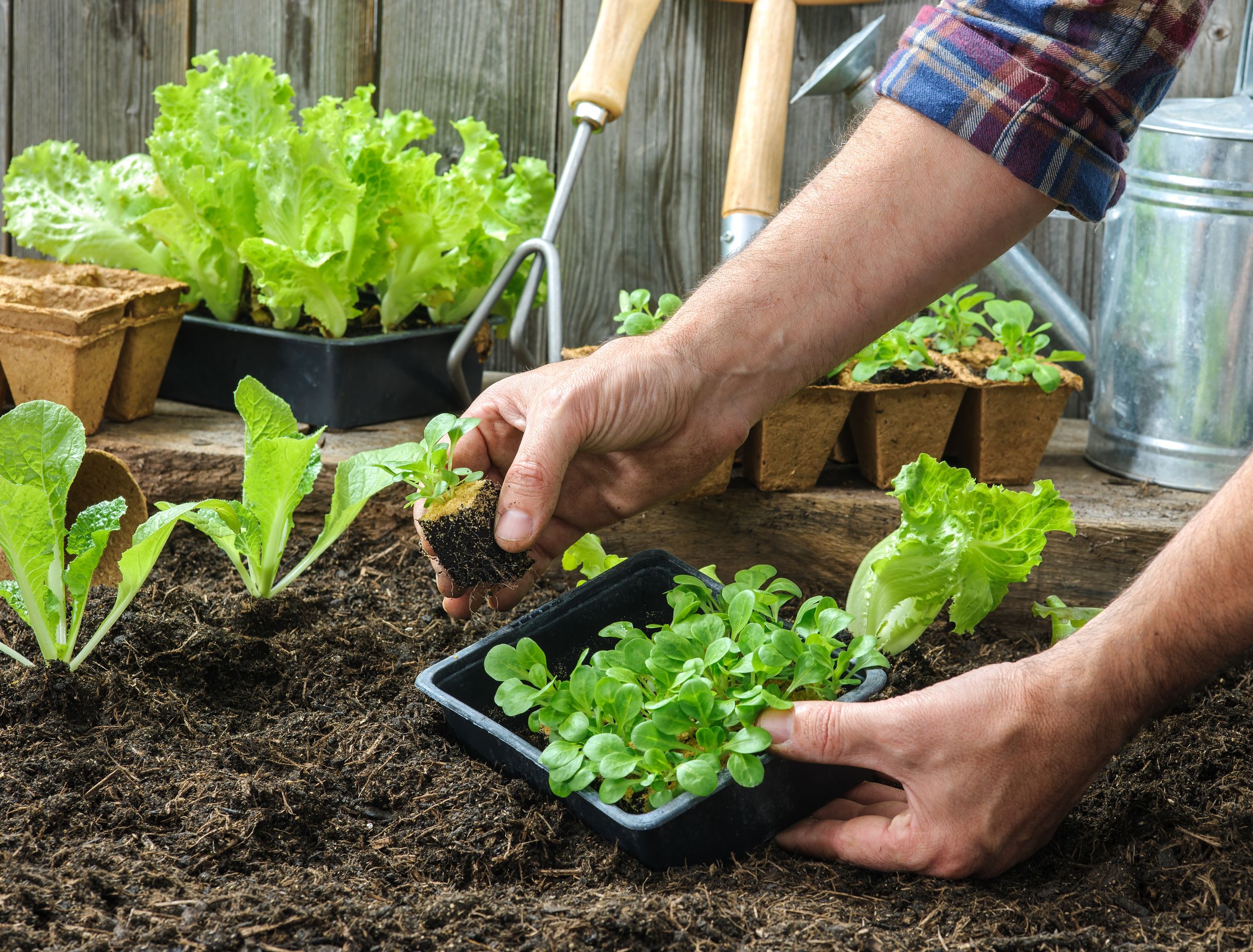 gardener transplanting lettuce seedlings