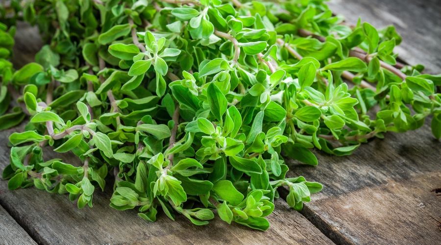marjoram on a wooden rustic table