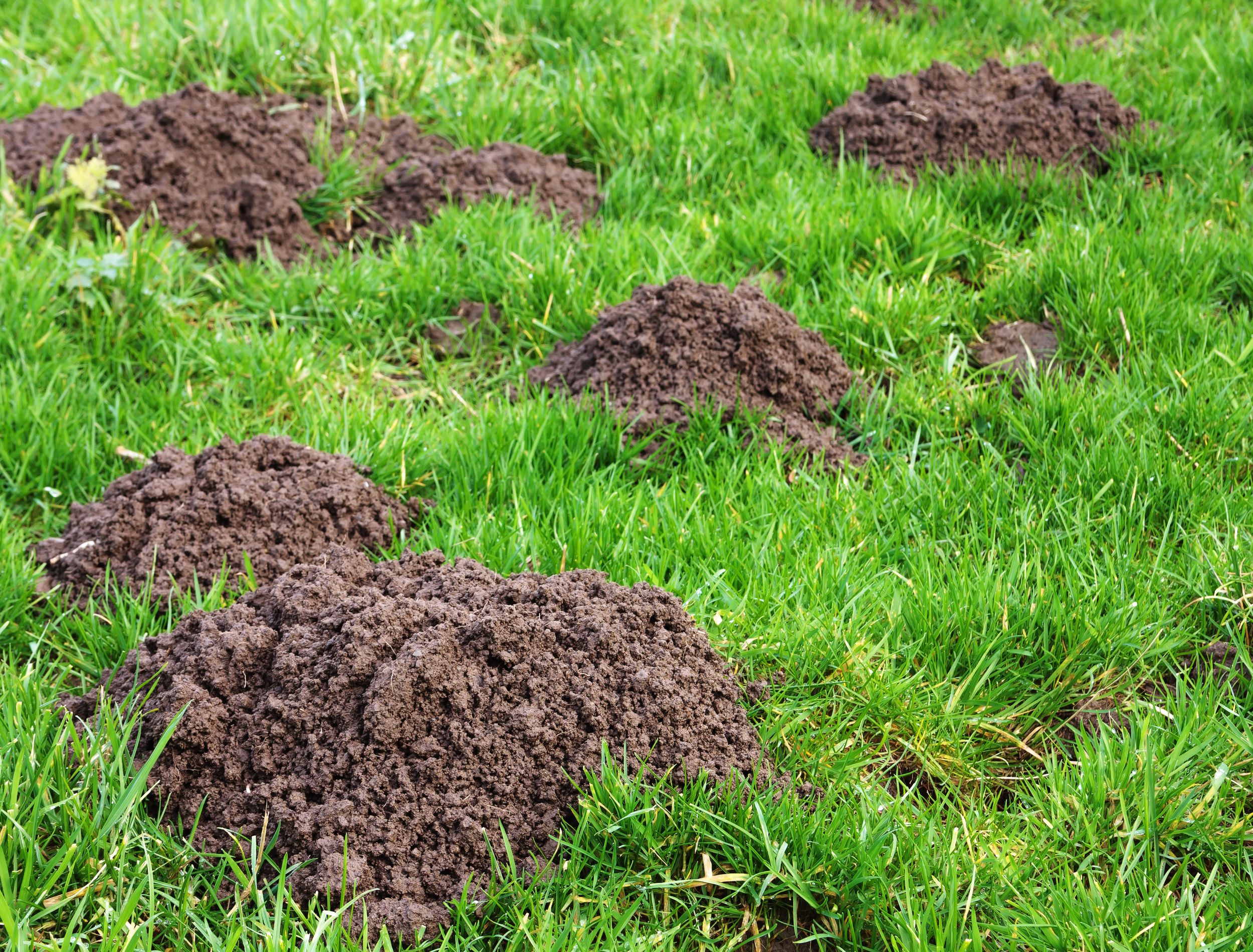 7 Reasons To Use Vinegar To Get Rid of Ground Moles