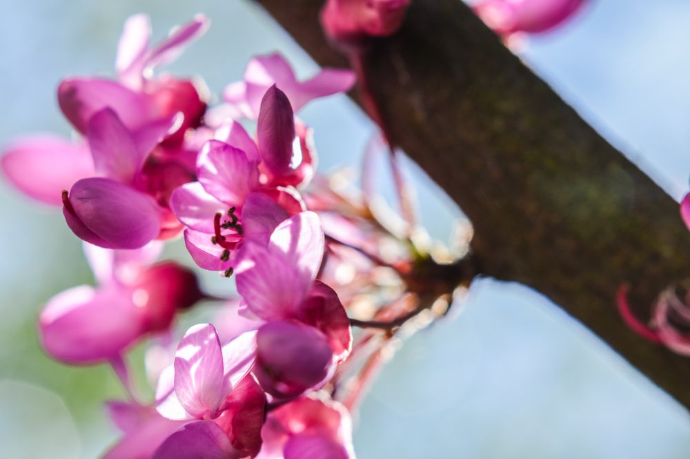 Redbud Tree branch with flowers