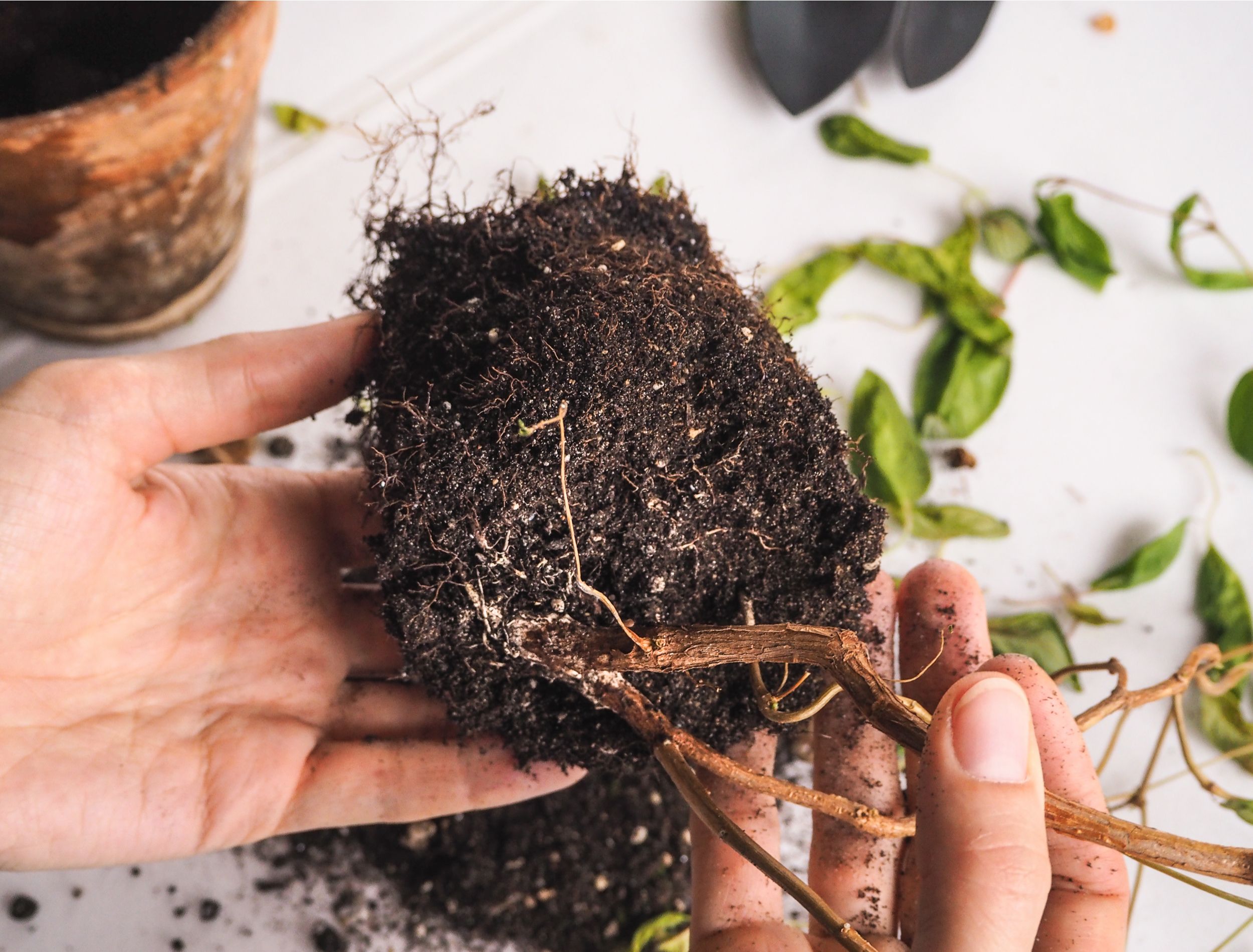 gardener holding plant suffering from root rot