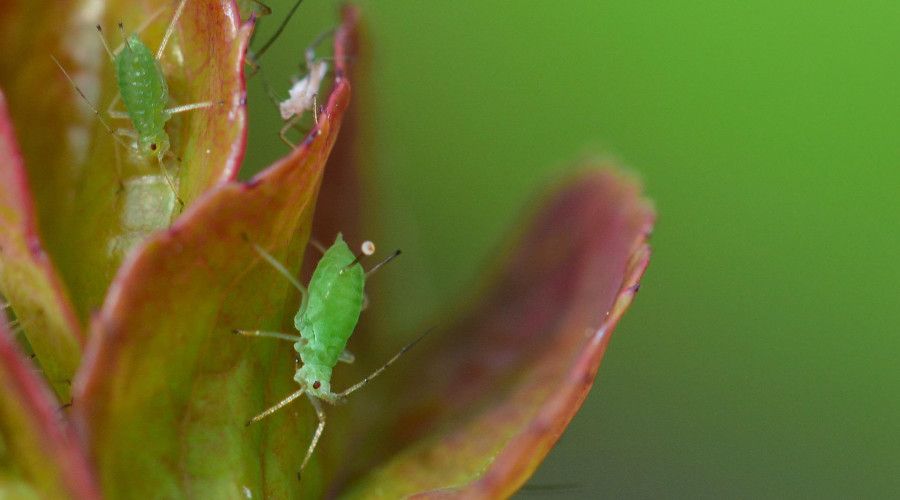 aphids on rose petals