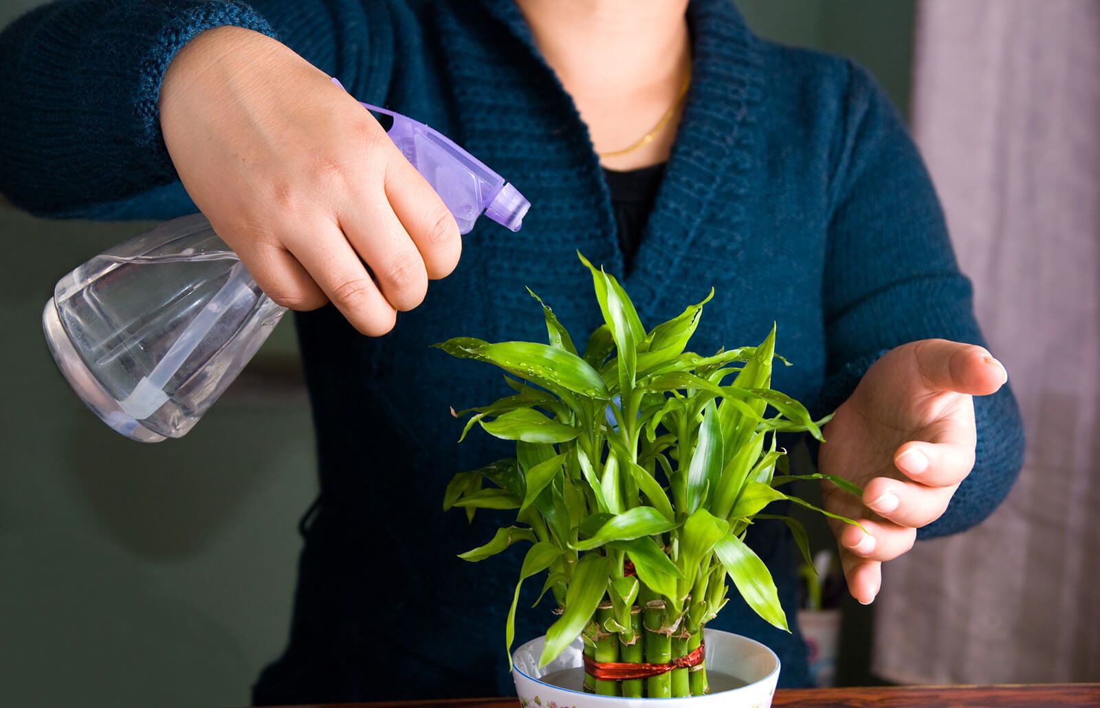 Watering plants of bamboo with spray bottle